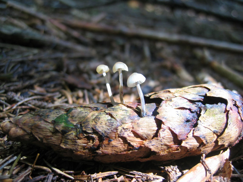 Mycena da determinare.......